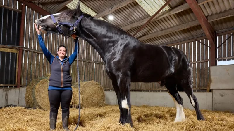 Hugo, Giant Shire Horse, Enters Guinness Record Books