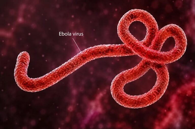 Ebola Alert: 44 People Traced As Virus Case Emerges In Abuja